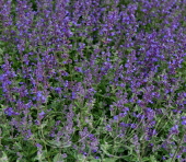 Котовник Фассена (Nepeta faassenii)