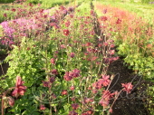 Аквилегия обыкновенная (Aquilegia vulgaris `Barlow Bordeaux`)