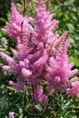 Астильба Арендса (Astilbe x arendsii `Amerika`)