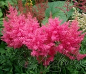 Астильба Арендса (Astilbe x arendsii `Boogie Woogie`)