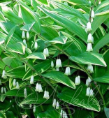 Купена многоцветковая (Polygonatum multiflorum `Variegatum`)