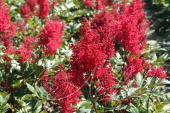 Астильба Арендса (Astilbe x arendsii `Etna`)