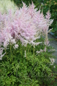 Астильба Арендса (Astilbe x arendsii `Hyazinth`)