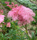 Лабазник красный (Filipendula rubra `Venusta`)