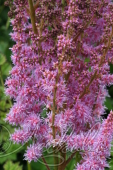 Астильба китайская (Astilbe chinensis `Superba`)