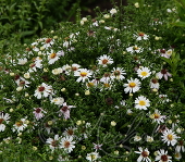 Астра кустарниковая (Aster dumosus `Apollo`)