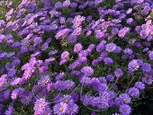 Астра кустарниковая (Aster dumosus `Blue Lagoon`)