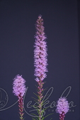 Лиатрис колосковый (Liatris spicata)