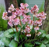 Бадан сердцелистный (Bergenia cordifolia `Baby Doll`)