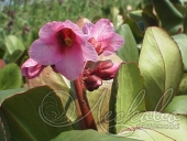 Бадан сердцелистный (Bergenia cordifolia `Morning Light`)