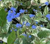 Бруннера крупнолистная (Brunnera macrophilla `Variegata`)