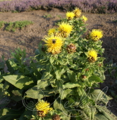 Василек крупноголовый (Centaurea macrocephala)