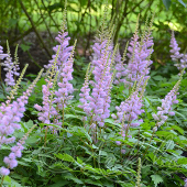 Астильба китайская (Astilbe chinensis `Pumila`)