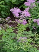 Василистник аквилегилистный (Thalictrum aquilegifolium `Thundercloud`)