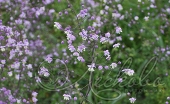 Василистник Делавая (Thalictrum delavayi)