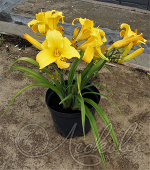 Лилейник гибридный (Hemerocallis `Copper Summer`)