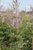 Вероникаструм виргинский (Veronicastrum virginicum `Fascination`)