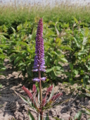 Вероникаструм виргинский (Veronicastrum virginicum `Red Arrows`)