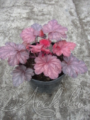 Гейхера гибридная (Heuchera × hybrida `Cherry Cola`)