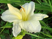 Лилейник гибридный (Hemerocallis `Arctic Snow`)