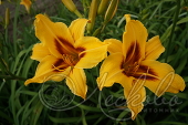 Лилейник гибридный (Hemerocallis `Bonanza`)