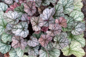 Гейхера гибридная (Heuchera × hybrida `Prince of Silver`)