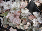 Гейхерелла гибридная (Heucherella × hybridа `Quick Silver`)