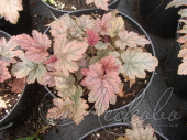 Гейхерелла гибридная (Heucherella × hybridа `Silver Streak`)