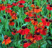 Гелениум осенний (Helenium autumnale `Moerheim Beauty`)