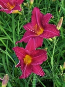 Лилейник гибридный (Hemerocallis `Burbon Kings`)