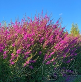 Дербенник иволистный (Lythrum salicaria `Morden Pink`)