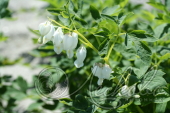 Дицентра великолепная (Dicentra spectabile `Alba`)