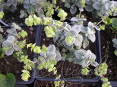 Душица круглолистная (Origanum rotundifolium `Teddy`)