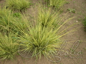 Молиния голубая (Molinia caerulea `Variegata`)