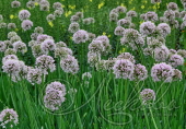 Лук поникающий (слизун) (Allium nutans)