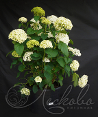 Гортензия древовидная (Hydrangea arborescens `Bounty`)