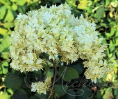 Гортензия древовидная (Hydrangea arborescens `Hayes Starburst`)