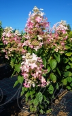 Гортензия метельчатая (Hydrangea paniculata `Angels Blush`)