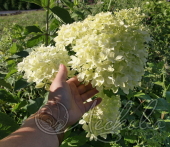 Гортензия метельчатая (Hydrangea paniculata `Dentelle de Gorron`)