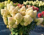 Гортензия метельчатая (Hydrangea paniculata `Diamantino`)