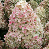 Гортензия метельчатая (Hydrangea paniculata `Magical Candle`)