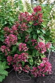 Гортензия метельчатая (Hydrangea paniculata `Magical Fire`)