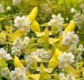 Чубушник венечный (Philadelphus coronarius `Aureus`)