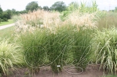 Мискантус китайский (Miscanthus sinensis `Graziella`)