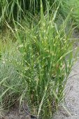 Мискантус китайский (Miscanthus sinensis `Zebrinus`)