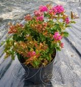 Спирея японская (Spiraea japonica `Crispa`)