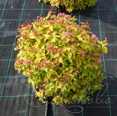 Спирея японская (Spiraea japonica `Hubert Gold`)