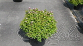 Спирея японская (Spiraea japonica `Sundrop`)