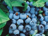 Голубика садовая (Vaccinium corymbosum `Brigitta Blue`)