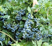 Голубика садовая (Vaccinium corymbosum `Star`)
